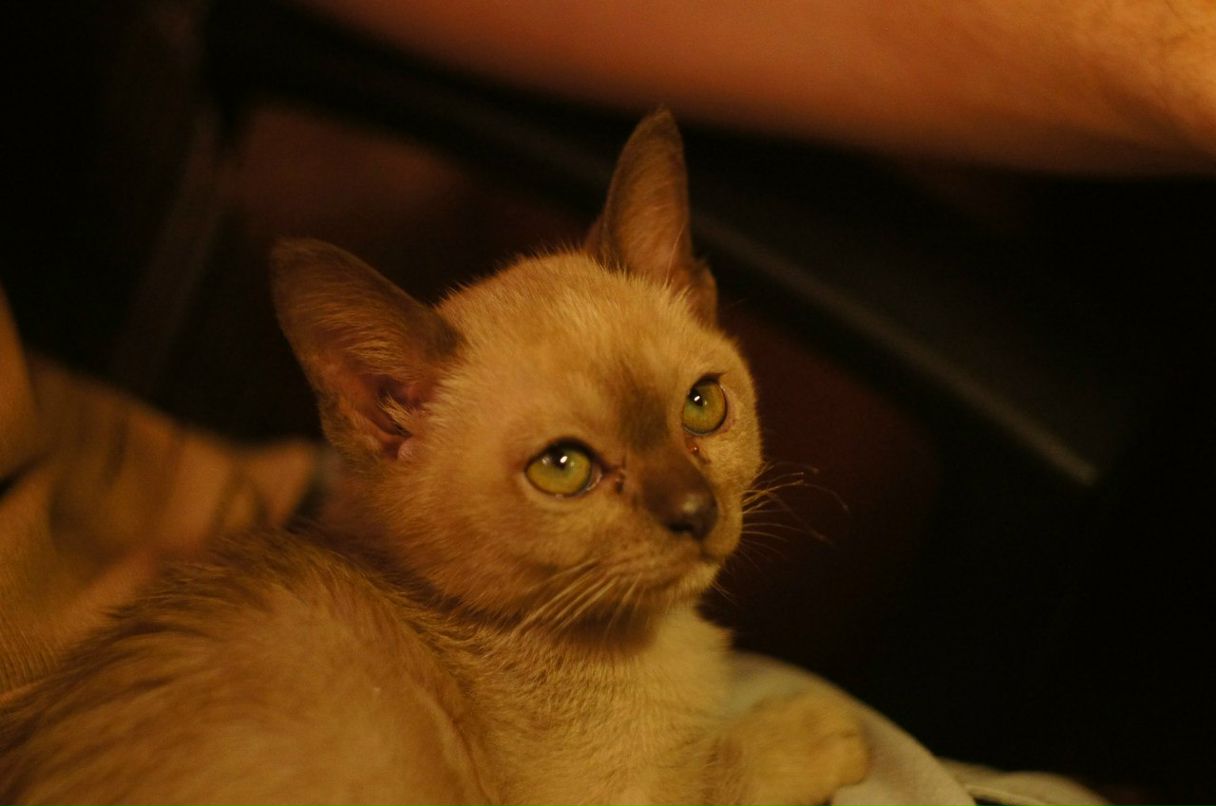 Денис Пилипенко | Одинцово