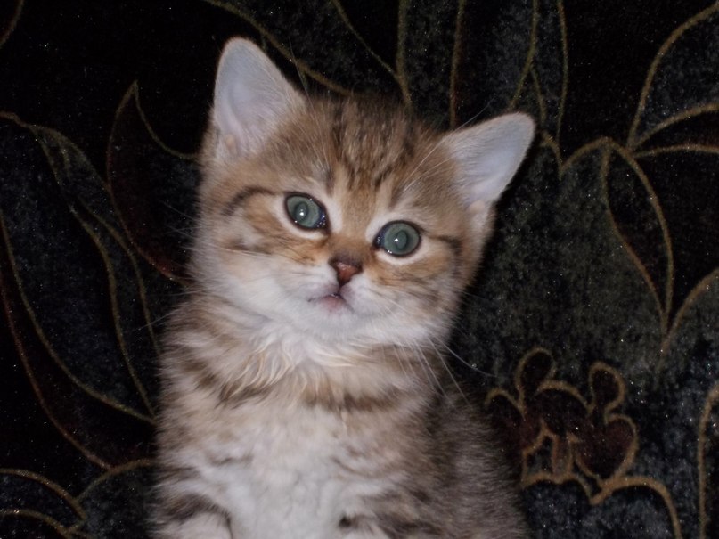 Вадим Курбатов | Старая Русса