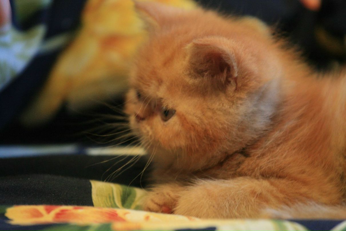 Елена Кузнецова | Санкт-Петербург