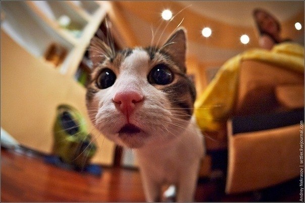 Елена Кащенко ♡ | Санкт-Петербург