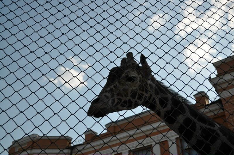 №27, Вероника Кричевцова, Люберцы №27, Вероника Кричевцова, Люберцы