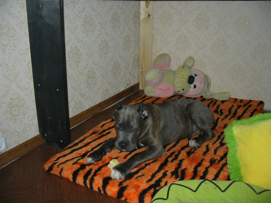 Андрей Тарануха | Санкт-Петербург