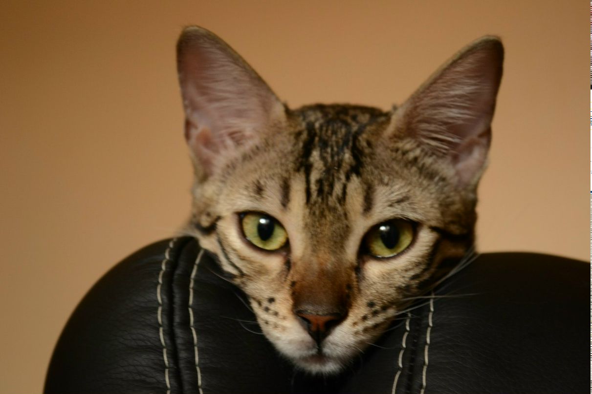 Эллина Кибенко | Санкт-Петербург