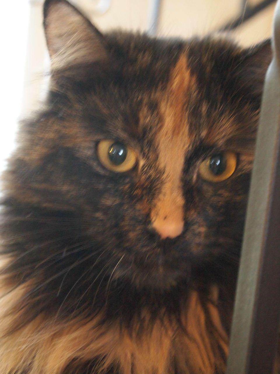 Елена Данилова | Санкт-Петербург