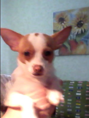 Анжелика Глушань | Королёв