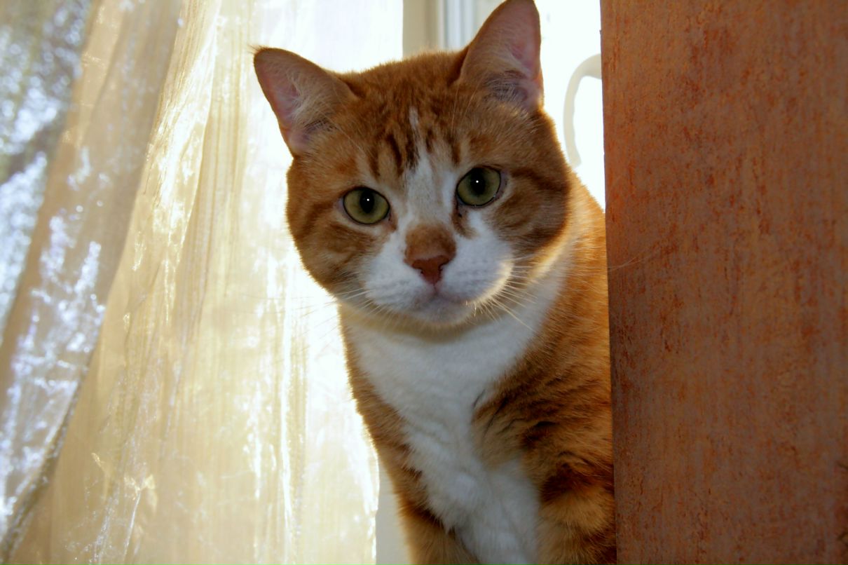 Джерри Томассон | Санкт-Петербург