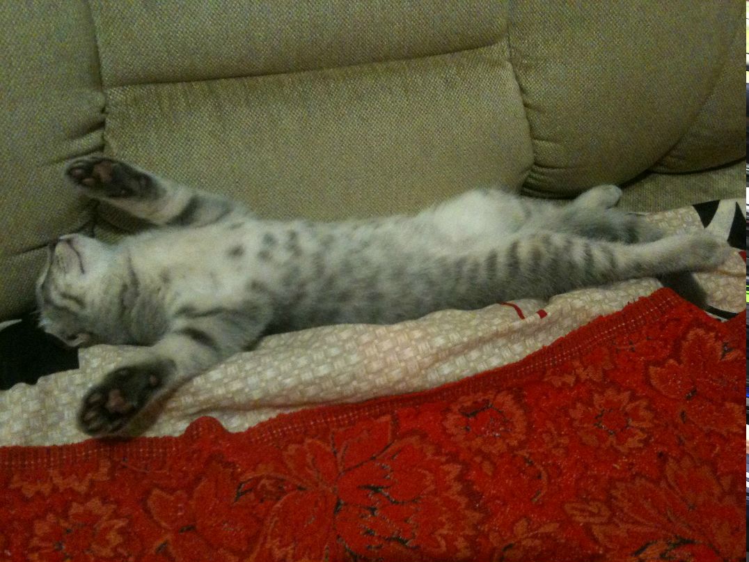 Алёна Медкова | Киев