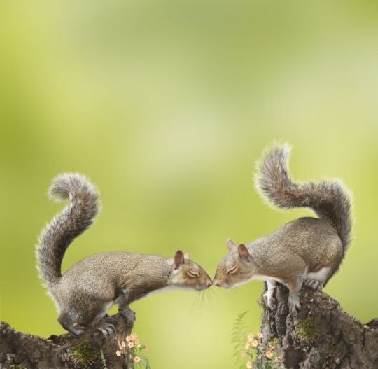 Инна Бережко БЕЛОЧКА | Омск