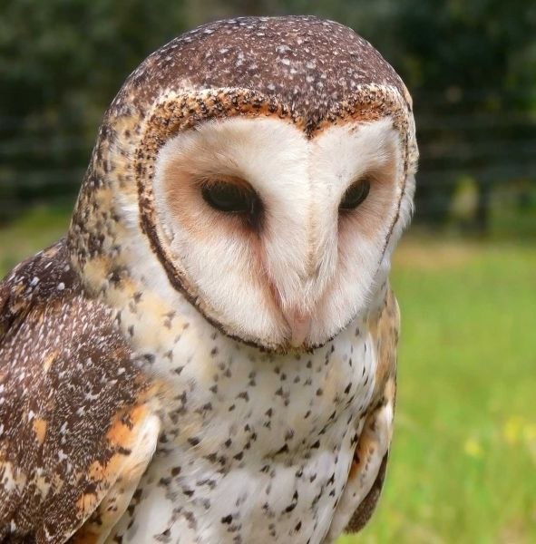 Бо Линь | Киев