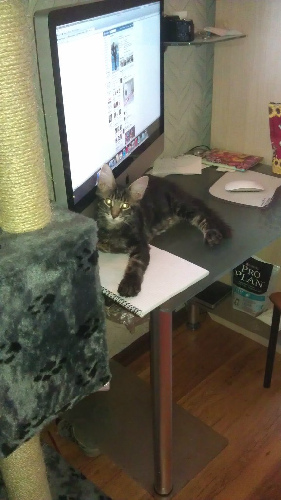 Андрей Пушков | Санкт-Петербург