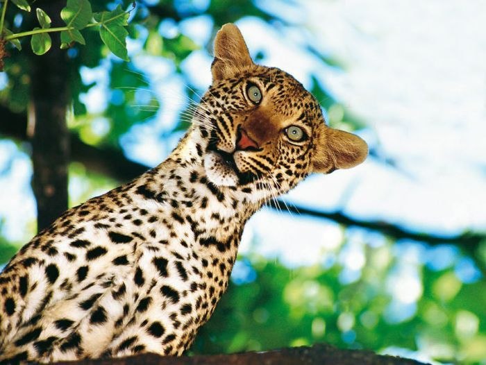 Игорь Мещанинов | Анапа