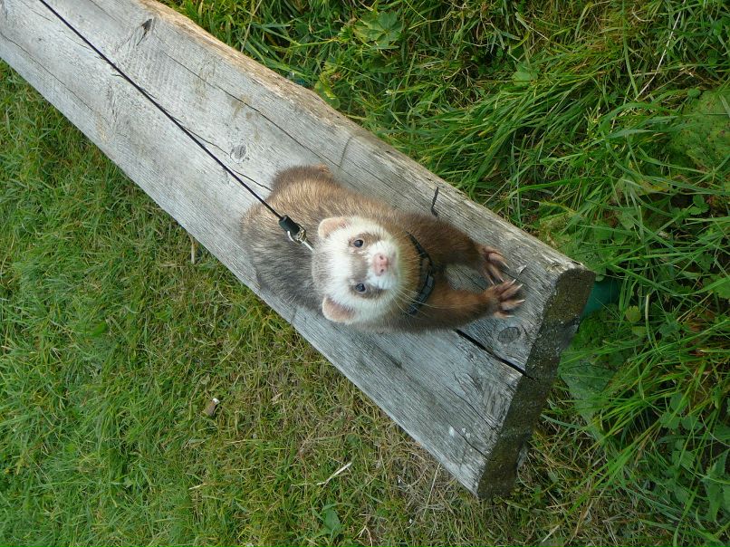 Олеся Абросимова | Санкт-Петербург