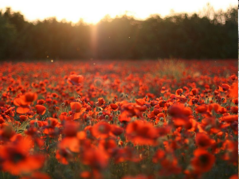 Катерина Светличная | 