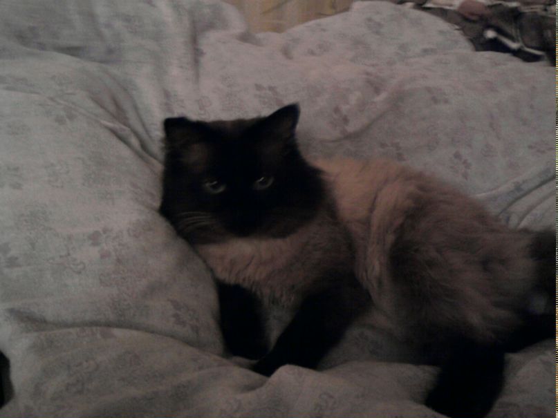 Михаил Чакир | Пиндуши