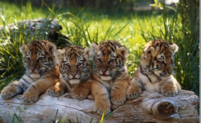 Алёна Шлоссер | Красноярск