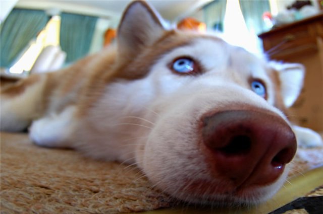 Сергей Калюсецкий | 