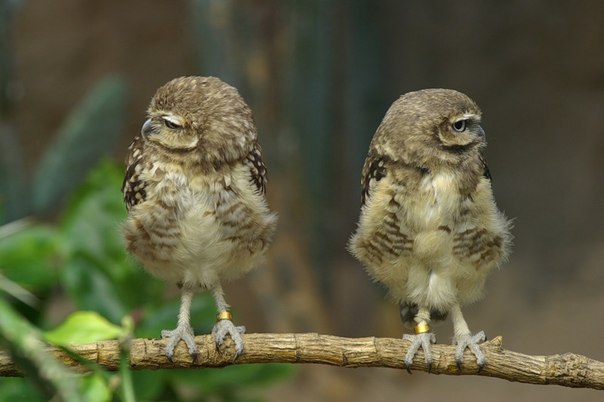 Inna Piattoeva | Петрозаводск