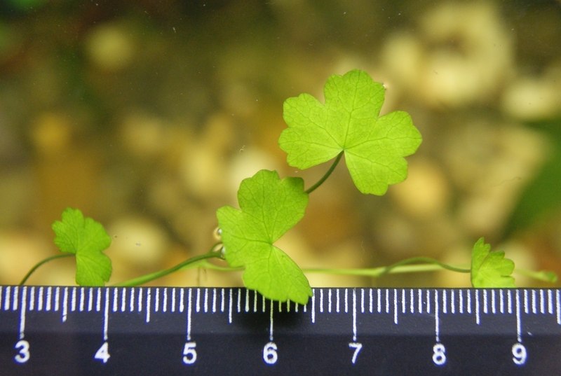 Василий Иванович | Казань