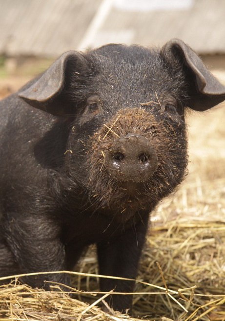 Сергей Громотков | Видное