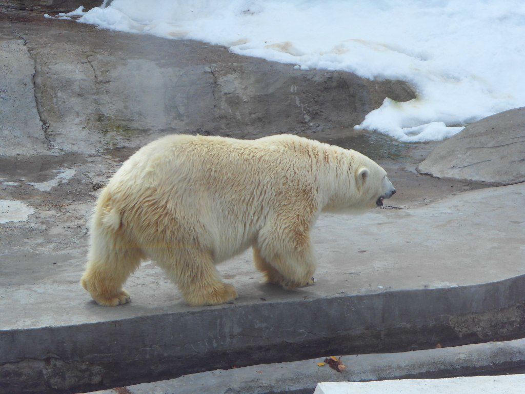 Слава Михайлов | Подольск