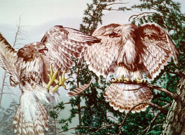 Вероника Минаева | Севастополь