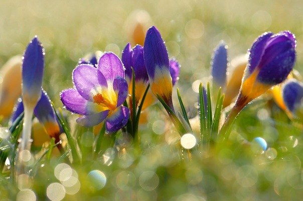 Alla Averkieva | Киев