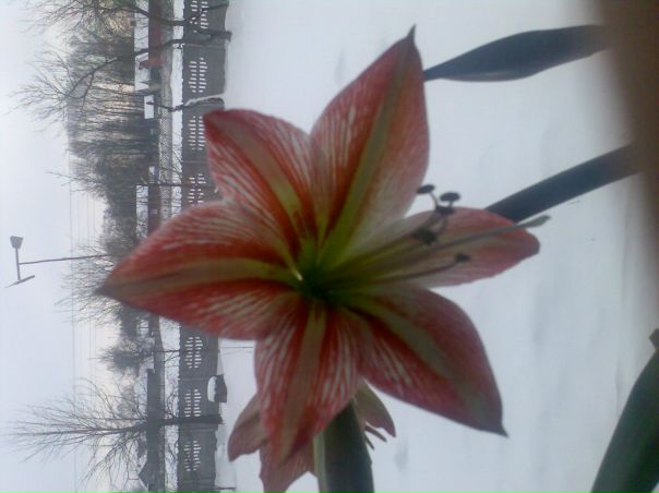 №14, Ваня Притула, Львов №14, Ваня Притула, Львов