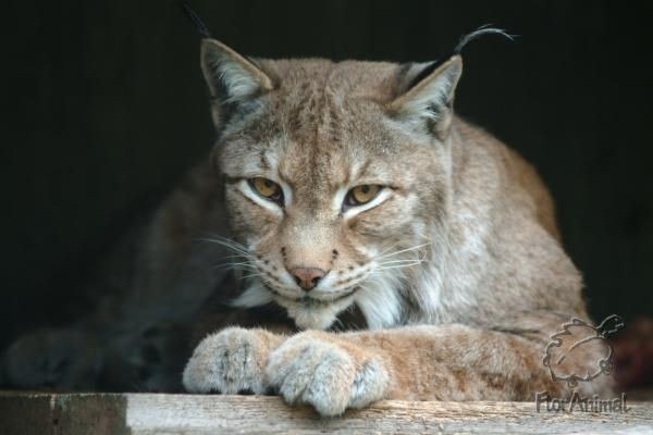 Роза Юсупова | Санкт-Петербург