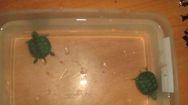 №13, Егор Гридякин №13, Егор Гридякин