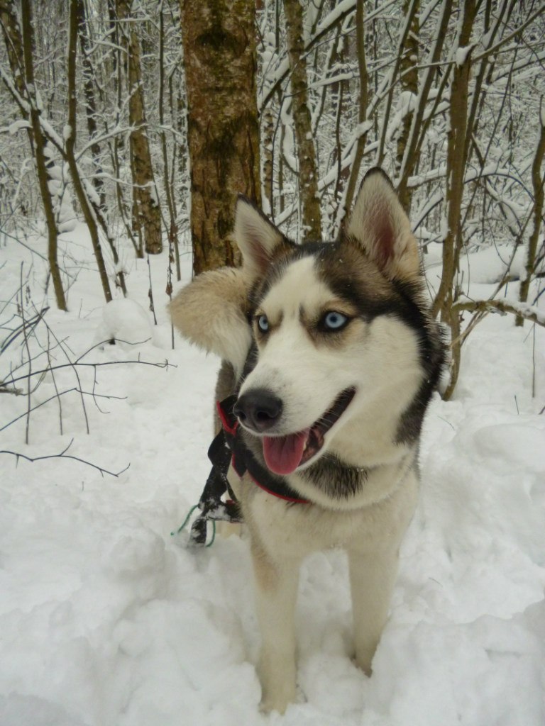 Анна Романенкова | Ногинск