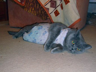 Евгения Крупович | Санкт-Петербург