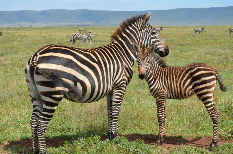 №16, Анна Галкина №16, Анна Галкина