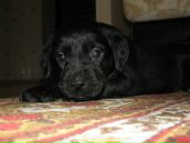 №4 Макс Воробьёв 07.04.1984: профиль, фото, статус - ВКонтакте