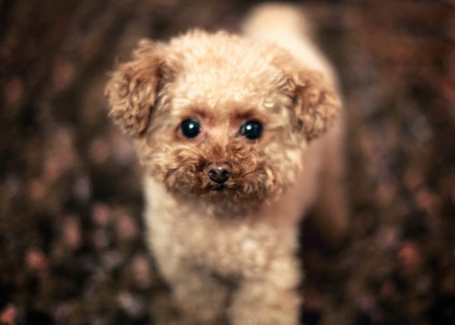 №77, Вероника Кузора, 37 лет, Москва №77, Вероника Кузора, 37 лет, Москва