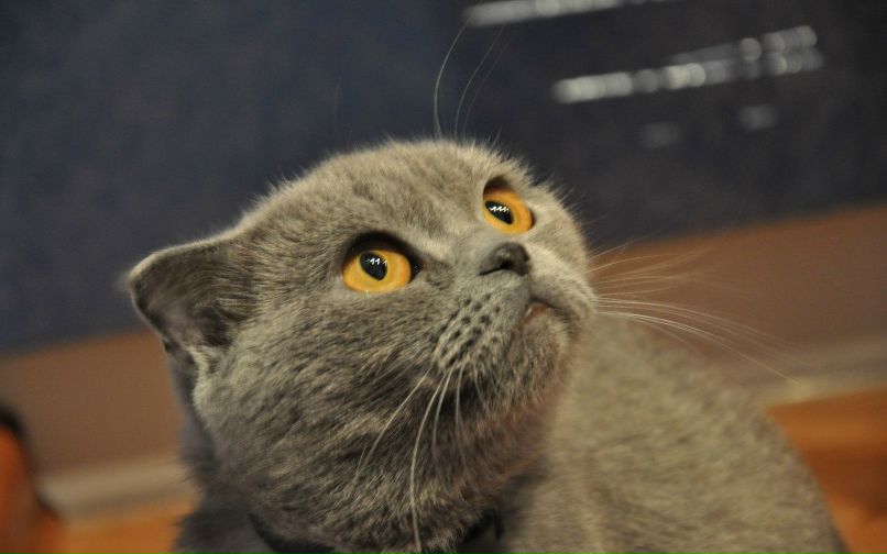 Дима Пучков | Berlin