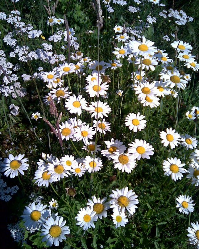 Наталия Шепеленко | Киев