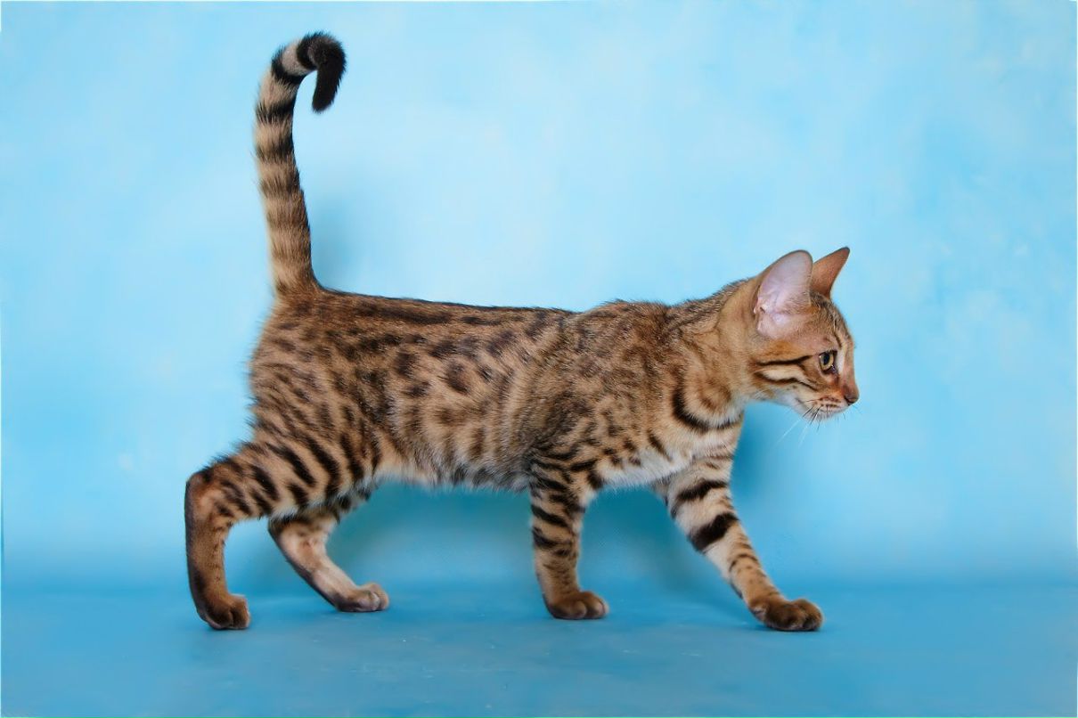 Людмила Эксузьян | Новосибирск