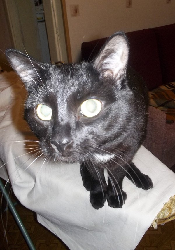 Алиса Петш | Новосибирск