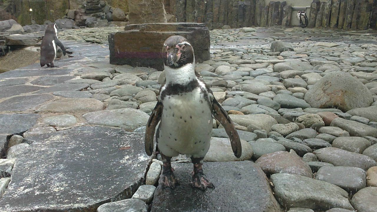 Егор Ульянов | Курган