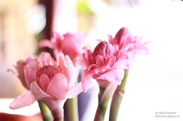 Анастасия Трачкар | Киев