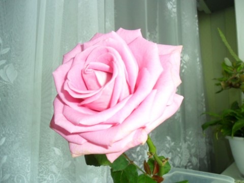 №22, Ксюша Малашецкая, Полтава №22, Ксюша Малашецкая, Полтава