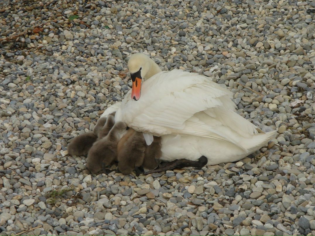 Ольга Щигло | 