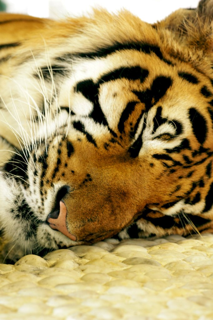 Степан Зиняков | Киев