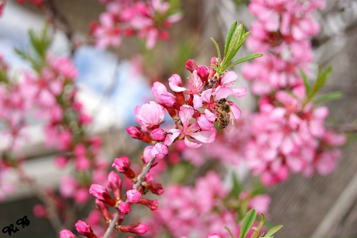 Роберт Боднар | Ужгород
