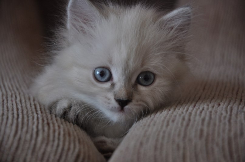 Максим Юнушкин | 