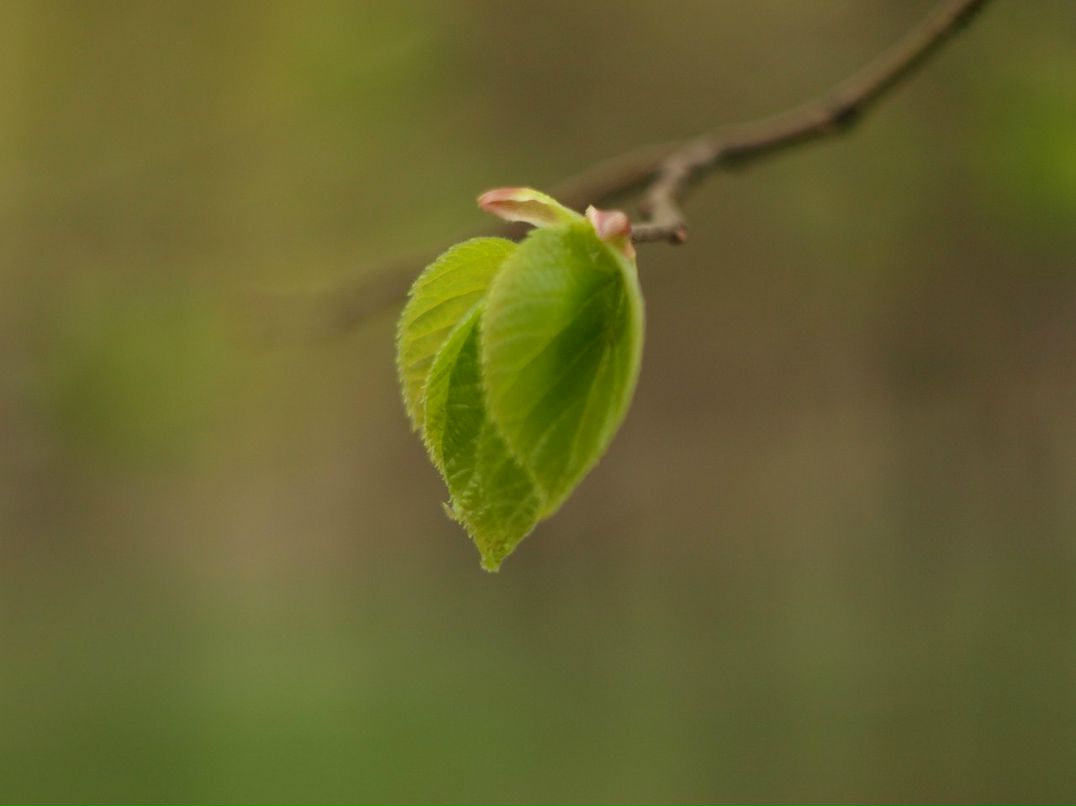 Jorj Dyachek | Одесса