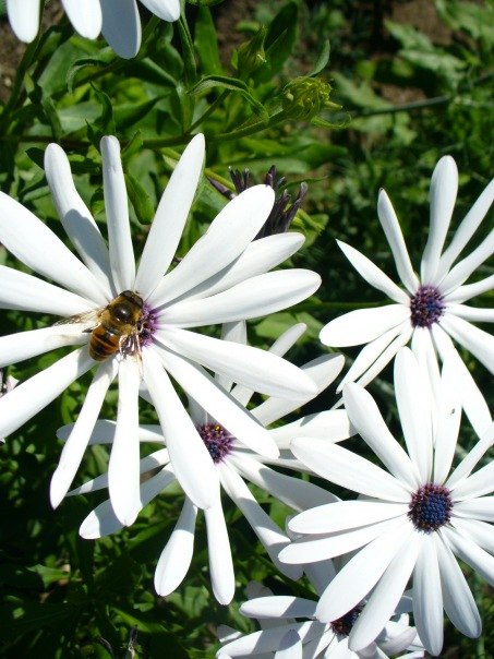 Девушка Сбольшимчемоданом | 