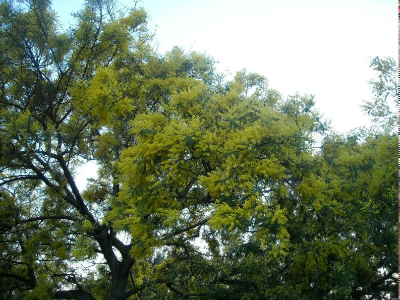 Natalia Sgroi-Borissova | Roma