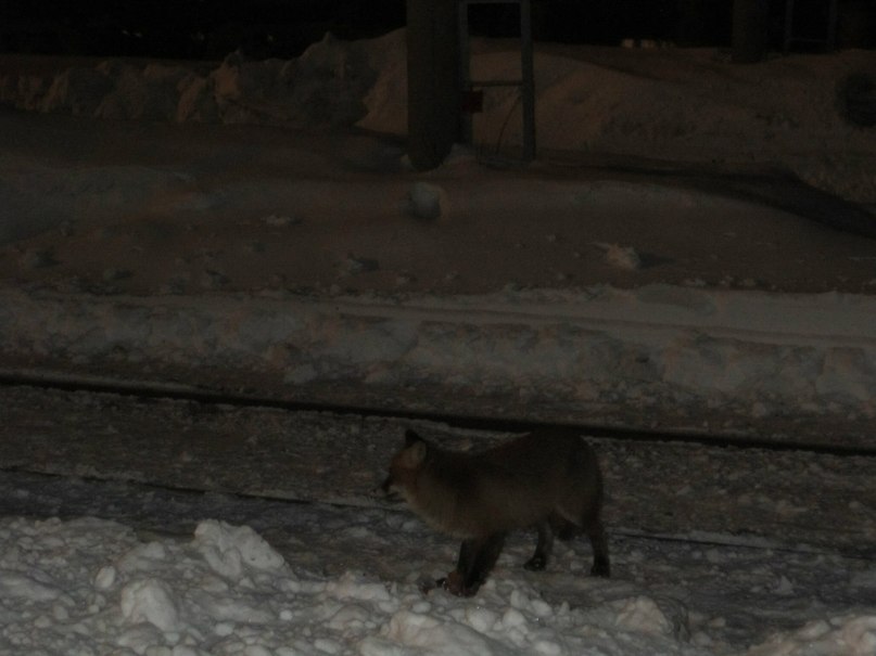 Игорь Лосев | Апатиты