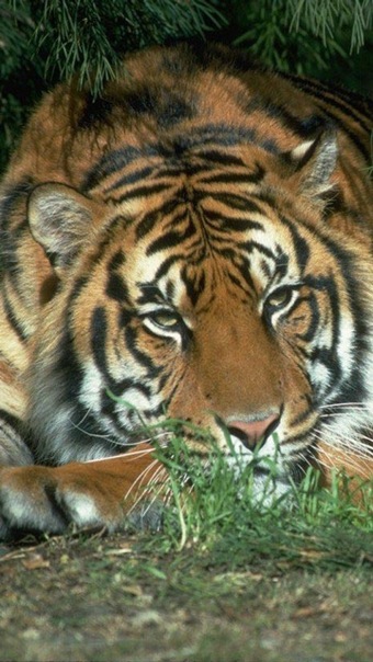 №28, Ксюшка Петренко №28, Ксюшка Петренко